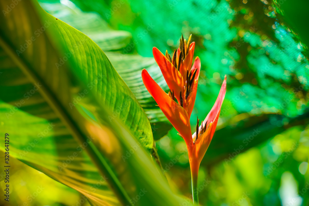 Wall mural red color flower in garden