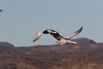 Sandhill Crane Bosque del Apache Wildlife Reserve New Mexico USA