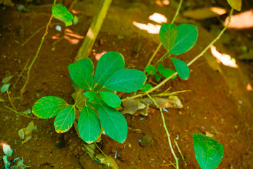 gaultheria procumbens plant in Kerala 