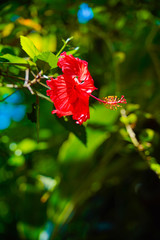 Red color flower in garden 