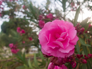 Pink flowers of common peonys. Paeonia officinalis