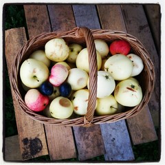 basket of fresh vegetables