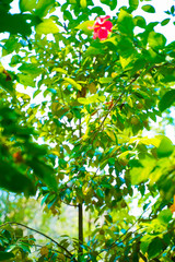 gaultheria procumbens plant in Kerala 