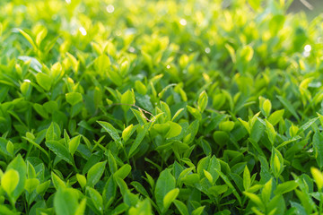 Green tea buds and leaves at early morning on plantation