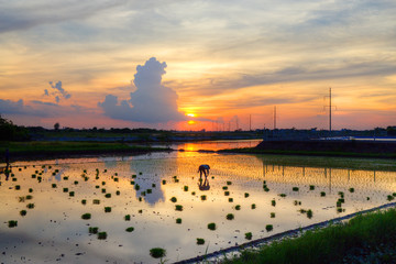 BACH LONG, GIAO THUY, NAMDINH, VIETNAM - JULY 10, 2016: An unidentified farmer working on the fields at sunset.