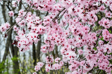 Close up of a branch with pink apricot tree flowers in full bloom with blurred background in a garden in a sunny spring day, beautiful outdoor floral background