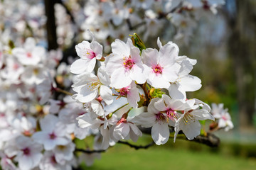 Close up of a branch with white cherry tree flowers in full bloom with blurred background in a garden in a sunny spring day, beautiful Japanese cherry blossoms floral background, sakura