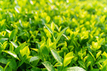 Green tea buds and leaves at early morning on plantation