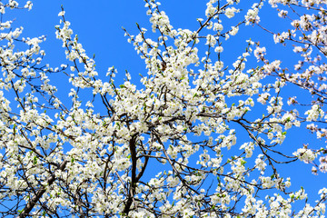 Close up of a branch with white cherry tree flowers in full bloom with blurred background in a garden in a sunny spring day, beautiful Japanese cherry blossoms floral background, sakura