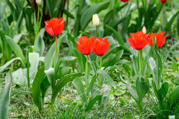 Close up of many delicate red tulips in full bloom in a sunny spring garden, beautiful outdoor floral background