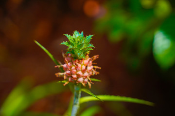 Pineapple fruit and plant in Kerala