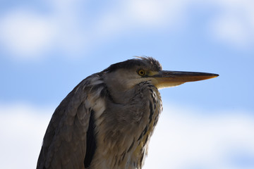 サギ