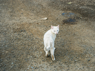 White cat on the background of the earth.
