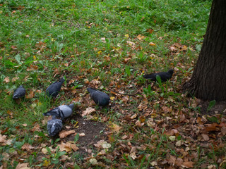 pigeons on the ground under a tree in a Park, Moscow
