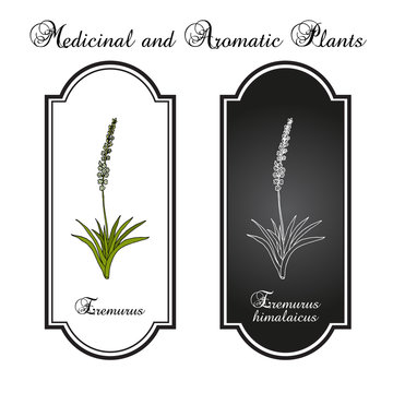 Eremurus himalaicus, or foxtail lilies, ornamental and medicinal plant