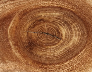 Fototapeta premium A close up of the cut rings texture of ash tree