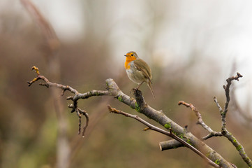 european robin in the beautiful green forest