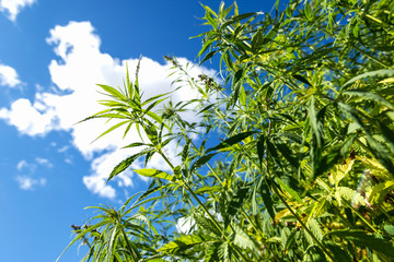 Fototapeta premium Hemp, cannabis plant in the countryside in cloudy sky background, farmer growing cannabis plants, agriculture concept