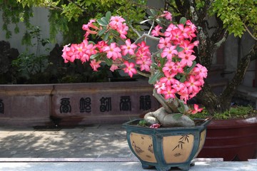Desert Rose Tropical flower (Also called Impala Lily, Mock Azalea, Pink adenium)