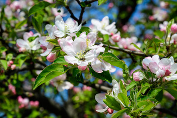 Large branch with white and pink apple tree flowers in full bloom and clear blue sky in a garden in a sunny spring day, beautiful Japanese trees blossoms floral background, sakura