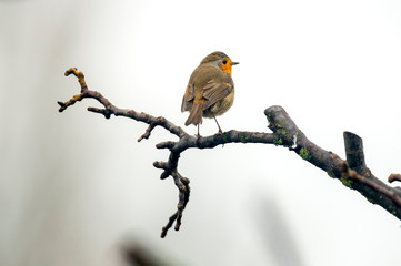 european robin in the beautiful green forest