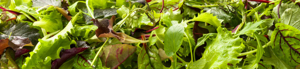 Fresh juicy green lettuce and beet leaves for vegetarian food, close-up, panoramic format