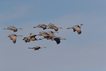 Sandhill Crane Bosque del Apache Wildlife Reserve New Mexico USA