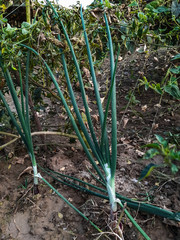 Green onion tree on the soil and another vegetable tree in the fields.
