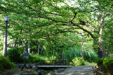 小川沿いに整備された緑豊かな遊歩道