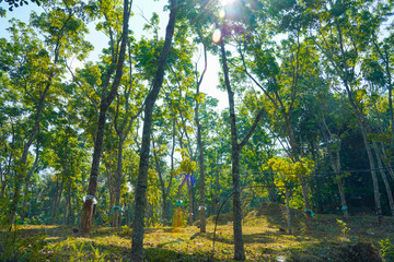 Fototapeta premium Fresh jackfruit on tree in india