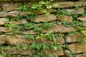 Stone wall with fern green plants as natural texture background