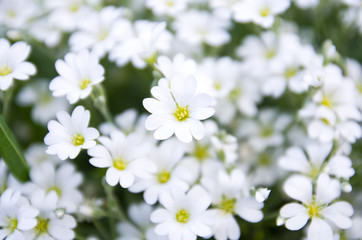 White flowers nature background
