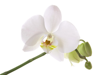 Naklejka na ściany i meble White Orchid flower isolated on white background, close-up
