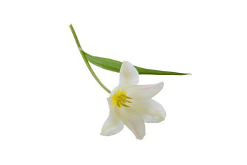 Naklejka na ściany i meble White Tulip flower isolated on white background