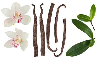 Vanilla isolated on white background set. Orchid  flower, stick or dry bean and green leaves group...