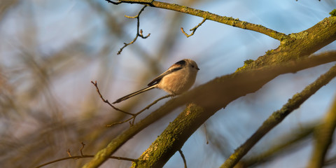 long tailed bushtit in the beautiful green forest