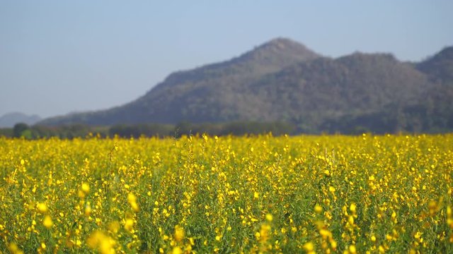 Landscape of beautiful blooming sun hemp flowers field with mountain background in spring and summer season, Korat Thailand