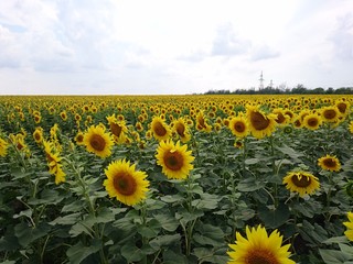 field of sunflowers