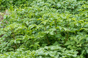 Fresh green organic potato leaves in a traditional vegetables garden in a summer day,  beautiful outdoor monohrome green background photographed with selective focus