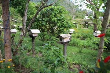 bee farm