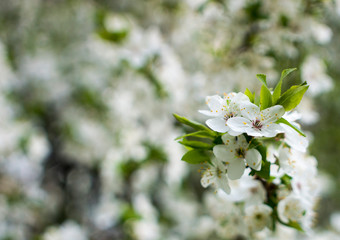 Spring flowering: branches of flowering apple or cherry in the park. White flowers of an apple tree or cherry on a background of nature.