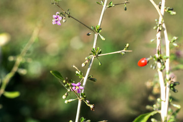 Goji plant bush in the farmer’s garden, blooming goji plant in summer time, blossoms and berry of the goji shrubGoji, berry, plant, bush, blossom, bloom, flower, wolfberry, chinese, green, pink, purpl
