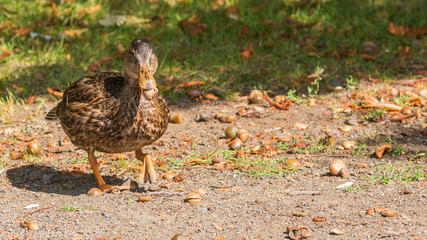 eine Stockente mit einer Eichel im Schnabel