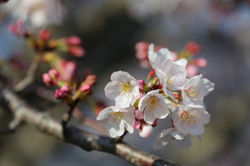Fototapeta na wymiar 太陽に向かって咲き誇る桜の花たち
