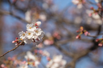 桜の木々（背景ボケあり）