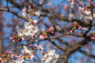 桜の木々（背景ボケなし）