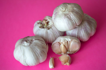 Bunch of garlic bulbs isolated on bright pink background. Close up of seasonal vegetable. Fresh organic healthy food. Spicy culinary ingredient. Harvesting background