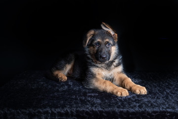 small cute german shephard puppy lying on black background and looking straight into the camera