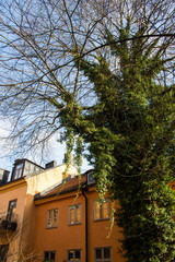 big tree with ivy with old yellow house in Stokholm