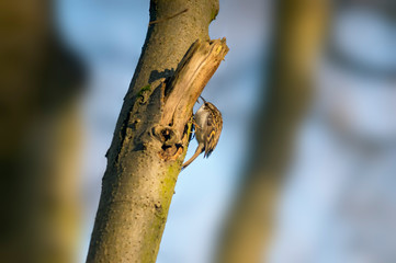 eurasian tree creeper in the beautiful green forest
